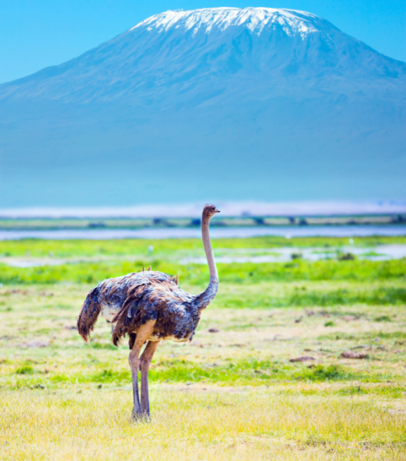 Amboseli