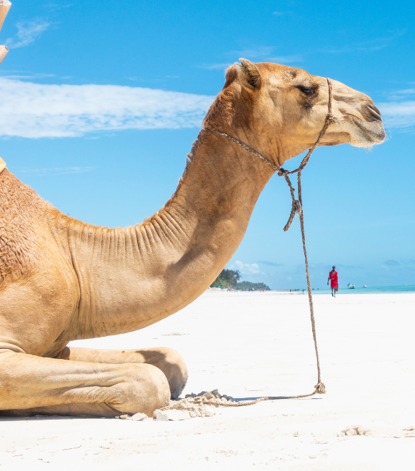Diani Beach