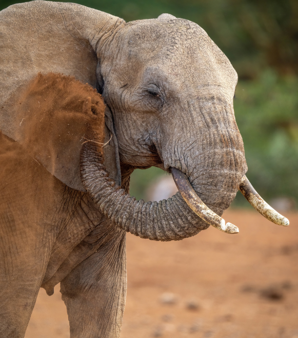 Laikipia