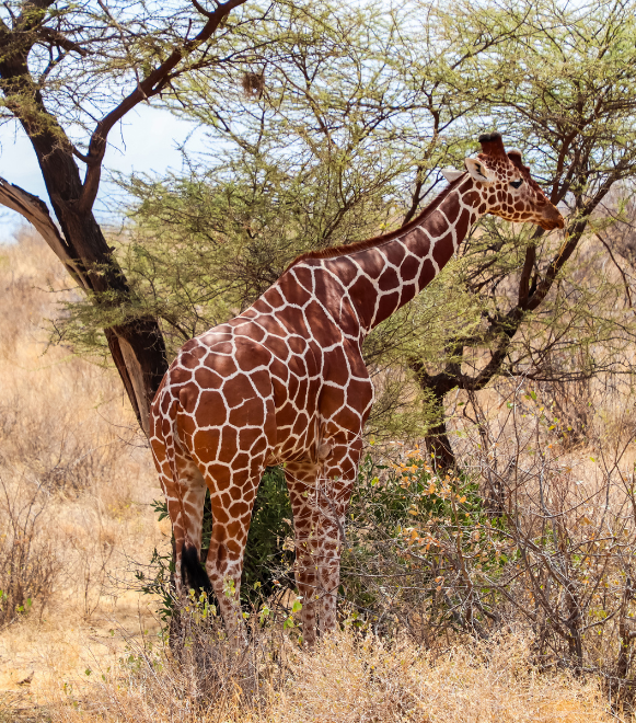Samburu