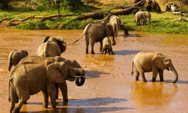 Samburu Group Joining Safari